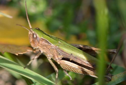 Chorthippus dorsatus dorsatus